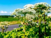 Борщевик Сосновского: как с ним бороться?