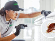 Как избавиться от клопов? Обзор эффективных способов