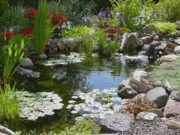 Растения для пруда