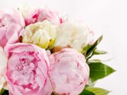 Букет из пионов – лучший подарок для любимой