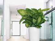 Большие горшки для цветов: на что обратить внимание при выборе