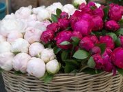 Заказ пионов: условия и преимущества