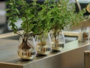 Выращивание растений дома: выбираем удобрения и оборудование