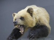 Таксидермия: все, что нужно знать о создании животных из шкур