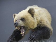 Таксидермия: все, что нужно знать о создании животных из шкур