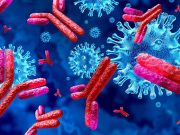 Антитела IgM коронавирус: что это такое и как влияют на иммунитет