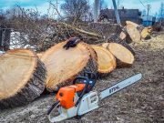 Вывоз распиленых деревьев: как правильно организовать процесс