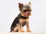 Груминг — все, что вам нужно знать