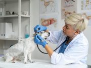 Как выбрать ветеринара и когда вызывать его на дом?