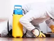 Избавление от мокриц с компанией Марафет