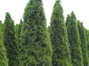 Как правильно выбрать тую для участка: правила посадки и ухода