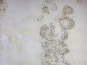 Черная плесень на стенах: значение сна