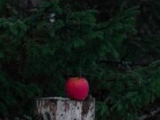 К чему снятся яблоки на дереве красные