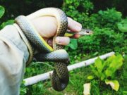Змеи во сне мужчины: значение и толкование