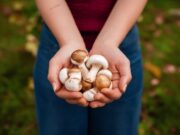 Сбор шампиньонов во сне: толкование для женщин