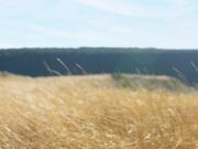 Земля во сне: что значит вскопанная земля в огороде для женщины