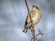 Мертвая птица во сне: толкование сна