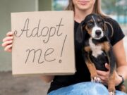 Как быстро прокачать пета в Adopt Me