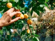 Сбор абрикосов во сне: толкование