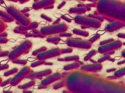 Толкование сна: белый длинный глист