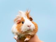 Названия для девочки-хомяка джунгарика