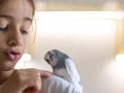 Волнистые попугайчики во сне: значение для женщин