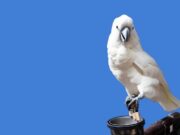 Белый попугай во сне: толкование видения