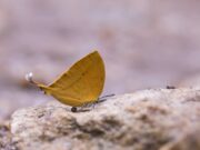 К чему снится большая красивая бабочка