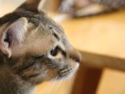 Определение породы кошки по внешним признакам