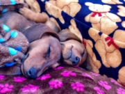 Сон о собаке, родившей щенков: толкование