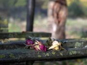 Последствия смерти через год