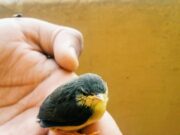 Сон про птенца в руках: толкование