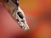 Укус змеи во сне: что делать?