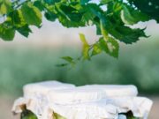 Огуречный салат на зиму без стерилизации