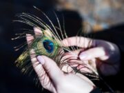 Можно ли держать перья павлина в доме