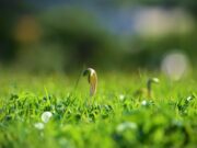 Зеленая скошенная трава во сне: толкование