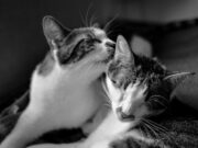 Черно-белый котенок во сне: толкование