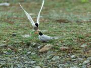 Цапля в японской культуре