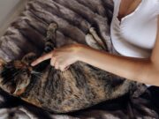 Сон о глистах у кота: толкование