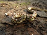 Сон о борьбе со змеей: толкование и значение