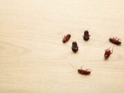 Толкование сна: много маленьких тараканов