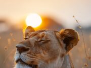 Лев и Тигр во сне: что ждет женщину