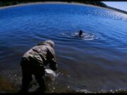 Рыбы во сне мужчины: толкование