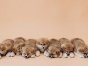 Маленькие щенки во сне: толкование видения