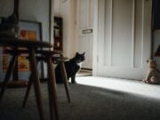 Серые коты в доме: поверья и факты