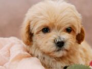 Щенки мальтипу F1 из питомника: особенности породы и уход