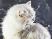 К чему снится большой пушистый кот