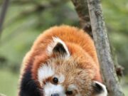 Красная панда во сне: толкование