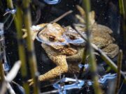 Крокодилы во сне: толкование