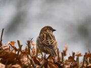 Сон о пойманном воробье: толкование